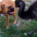 2.24.16 Dog and Emus Are Best Friends2