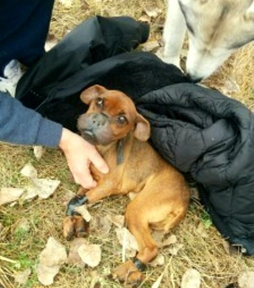 Justice in the field where he was found.