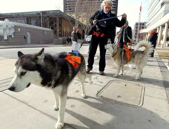 Dean Cresswell outside the courthouse with Phoenix and Bandit.