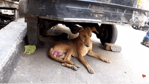 Photo credit: Animal Aid Unlimited