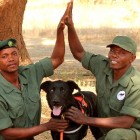 3.10.16 Bad Dog Has Stopped 150 African Elephant Poachers0