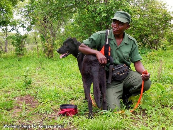 3.10.16 - Bad Dog Has Stopped 150 African Elephant Poachers4