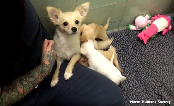 3.10.16 - Shelter Dog Reunited with Her Puppies Is Melting Hearts Everywhere1