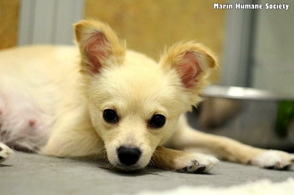 3.10.16 - Shelter Dog Reunited with Her Puppies Is Melting Hearts Everywhere5