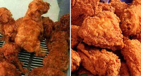 3.11.16 - Labradoodle - Fried Chicken1