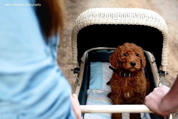 3.12.16 - Couple's Newborn Dog Shoot12