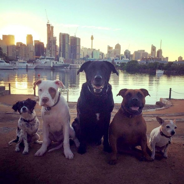 3.12.16 - These Pit Bulls Just Wanted Their Own Baby Ducks0000000000