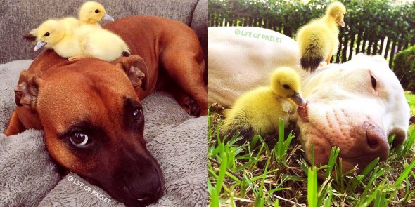 3.12.16 - These Pit Bulls Just Wanted Their Own Baby Ducks5