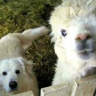 3.17.16 Dog Adopted by Alpacas3