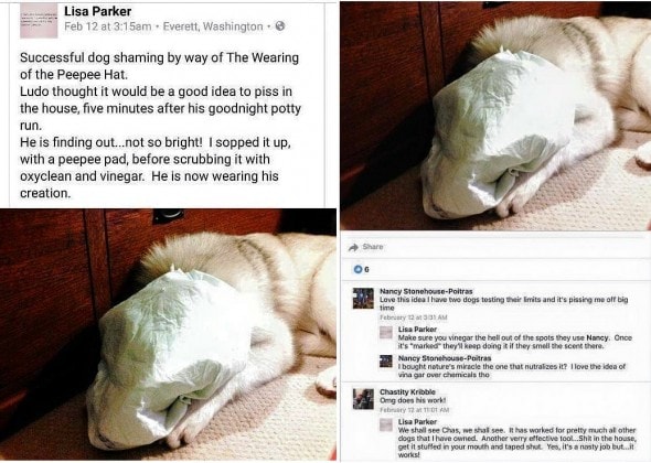 3.2.16 - Horrid Woman Who Taped Dog’s Piddle Pad to His Face Being Investigated12
