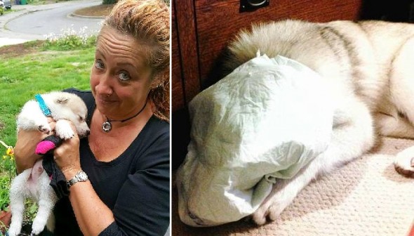 3.2.16 - Horrid Woman Who Taped Dog’s Piddle Pad to His Face Being Investigated5