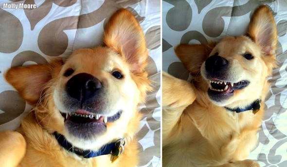 3.2.16 - Puppy Gets Braces3