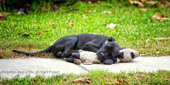 3.22.16 - Stray Dog Finds Stuffed Animal to Cuddle1