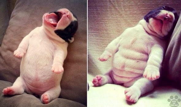 3.23.16 - Puppy Bellies0