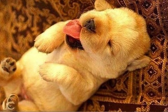 3.23.16 - Puppy Bellies1