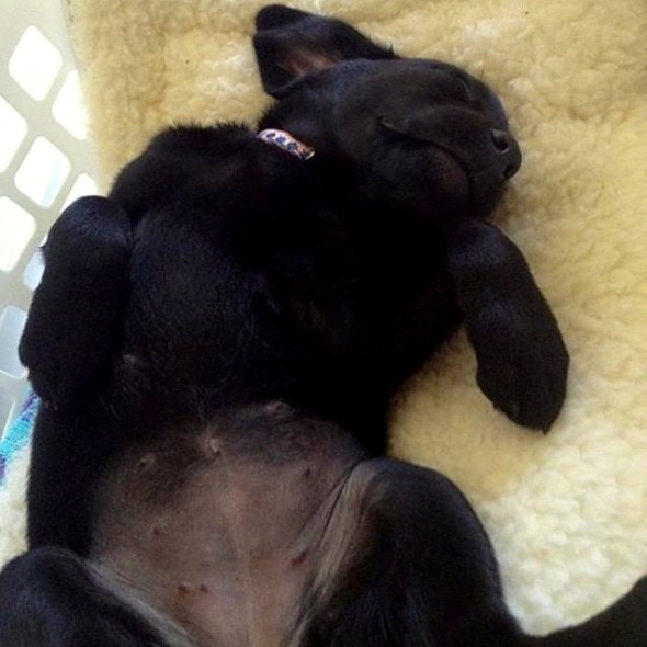 3.23.16 - Puppy Bellies10