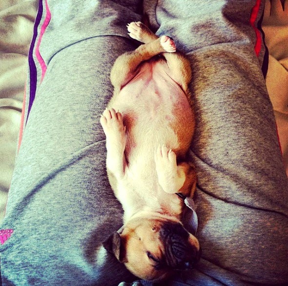 3.23.16 - Puppy Bellies11