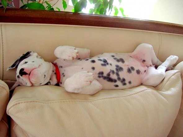 3.23.16 - Puppy Bellies12