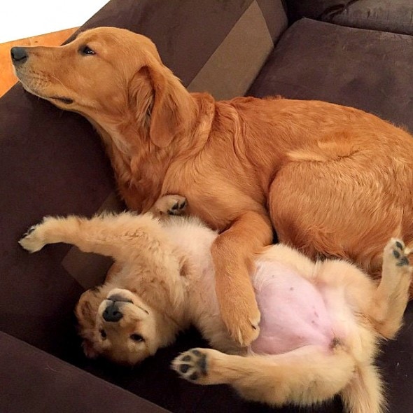 3.23.16 - Puppy Bellies15