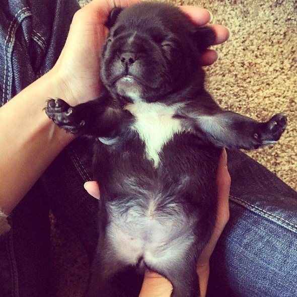 3.23.16 - Puppy Bellies17