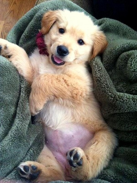 3.23.16 - Puppy Bellies18