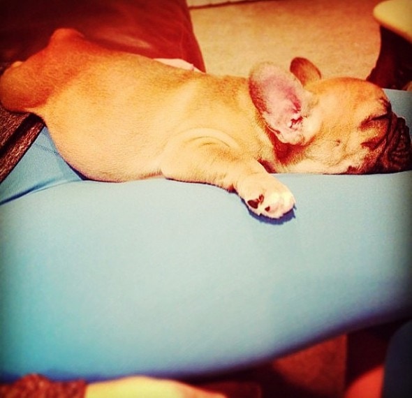 3.23.16 - Puppy Bellies2