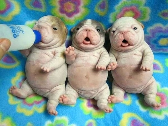 3.23.16 - Puppy Bellies20