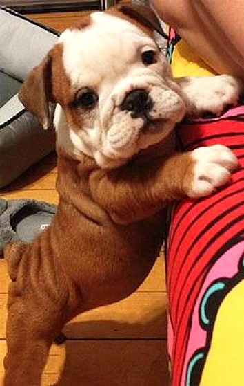 3.23.16 - Puppy Bellies22