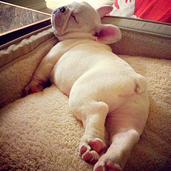 3.23.16 - Puppy Bellies23