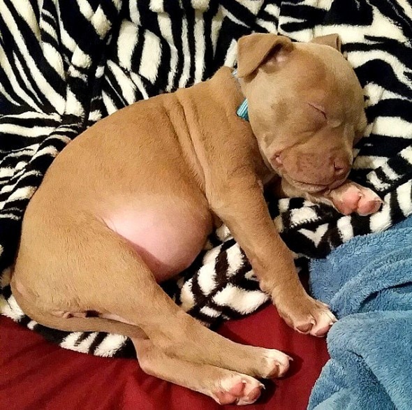 3.23.16 - Puppy Bellies25