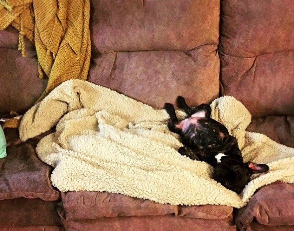 3.23.16 - Puppy Bellies3