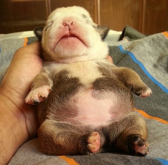 3.23.16 - Puppy Bellies4