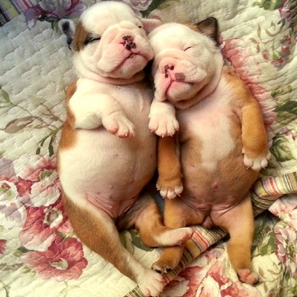 3.23.16 - Puppy Bellies5