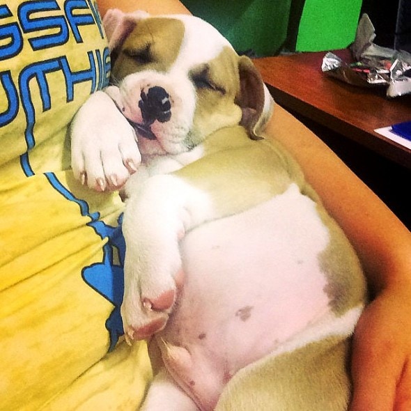3.23.16 - Puppy Bellies6