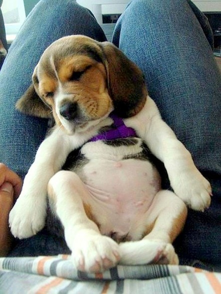 3.23.16 - Puppy Bellies7