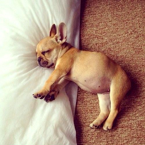 3.23.16 - Puppy Bellies8