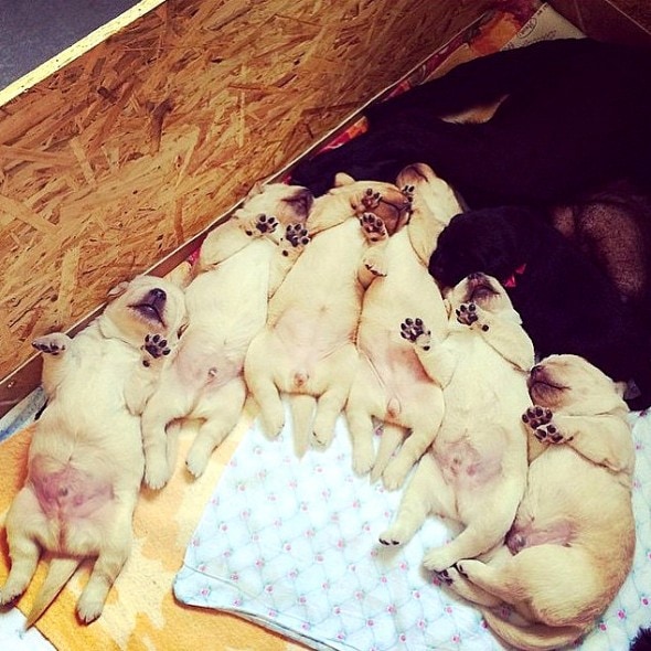 3.23.16 - Puppy Bellies9
