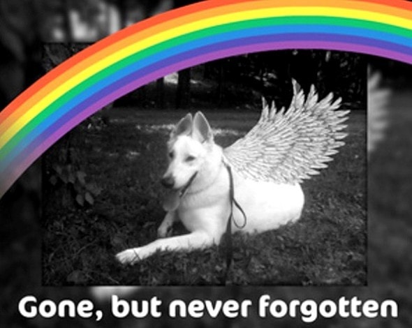 3.24.16 - Bereavement Day for Pet Owners0