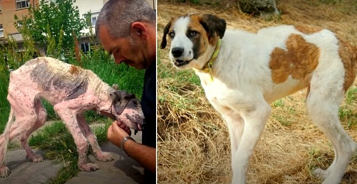 Bulgarian Street Dog’s Miraculous Transformation LIFE