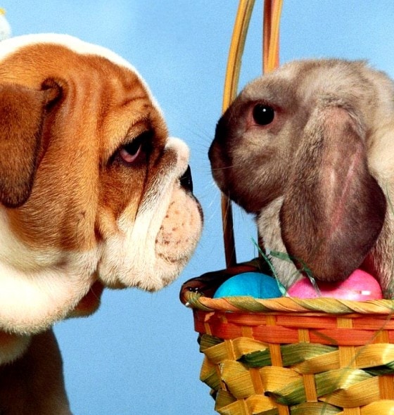 3.26.16 - Dogs Who Are Not Happy About Easter4