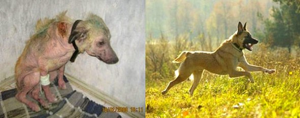 3.26.16 - Shelter Dogs Before and After0