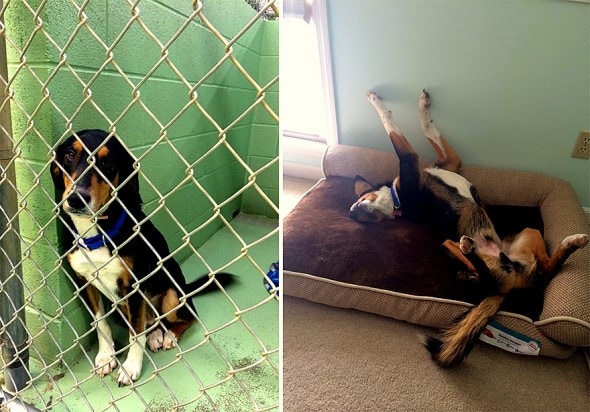 3.26.16 - Shelter Dogs Before and After00