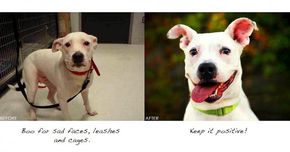3.26.16 - Shelter Dogs Before and After1