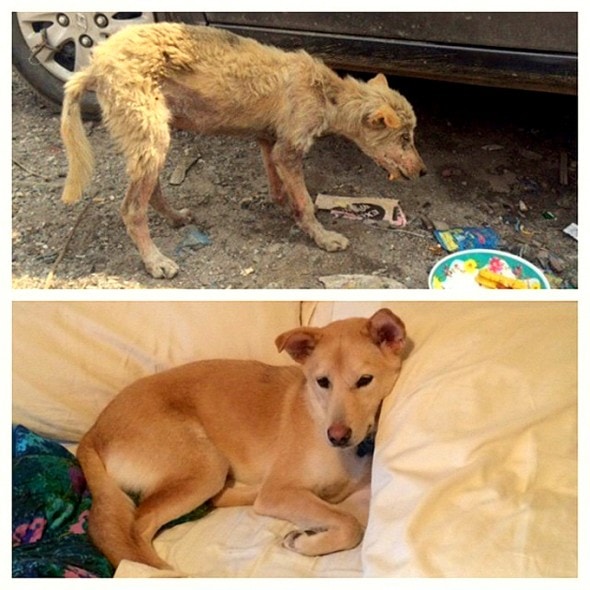 3.26.16 - Shelter Dogs Before and After10