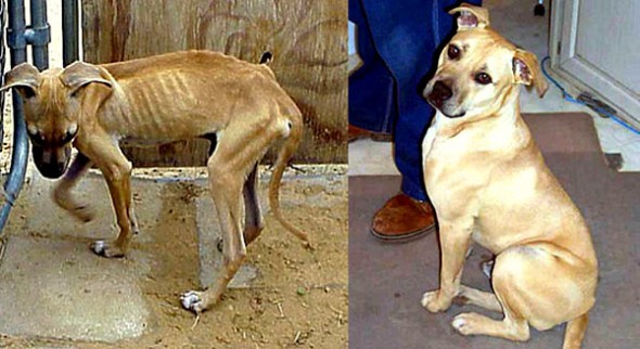 3.26.16 - Shelter Dogs Before and After11