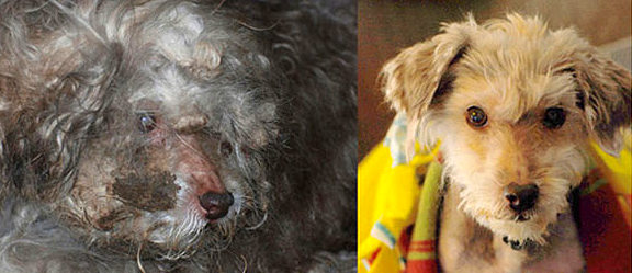 3.26.16 - Shelter Dogs Before and After12