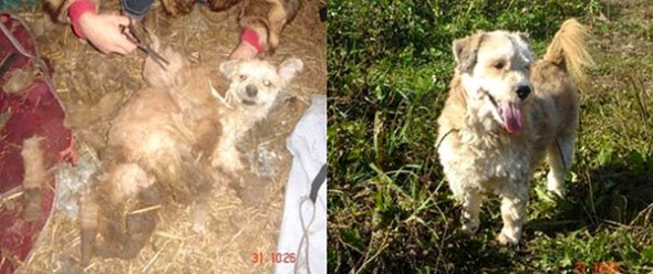 3.26.16 - Shelter Dogs Before and After13