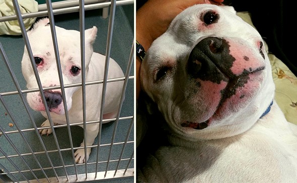 3.26.16 - Shelter Dogs Before and After14