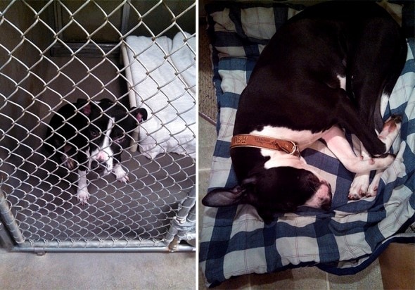 3.26.16 - Shelter Dogs Before and After15