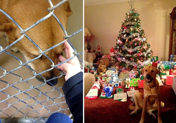 3.26.16 - Shelter Dogs Before and After16